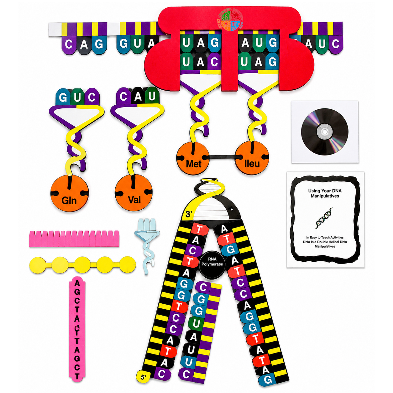 Protein Synthesis Manipulatives Kit